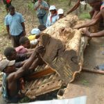 Loading logs on to truck