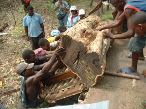 Today is International Day of Forests and the Tree