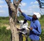 Evaluating harvestable mpingo