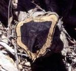Mpingo heartwood